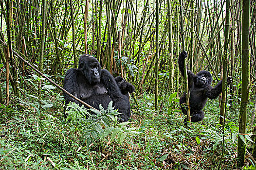山地大猩猩,大猩猩,母亲,一个,一半,相似,幼仔,竹林,国家,卢旺达