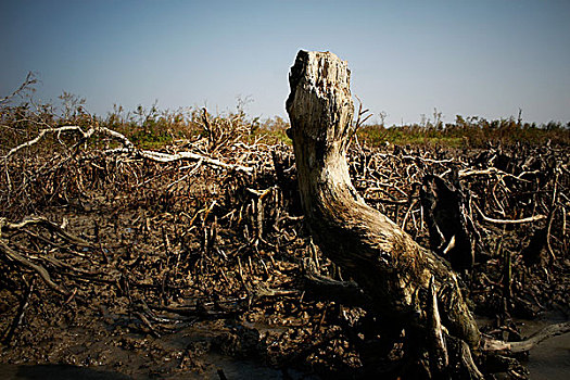 全球变暖,海平面,威胁,孙德尔本斯地区,红树林,树林,世界,孟加拉,十月,2007年