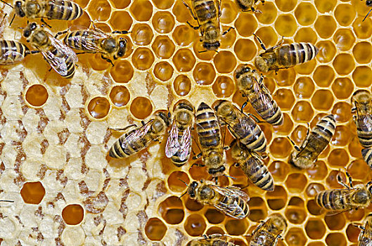 蜜蜂,遮盖,蜂窝,蜂蜜,巴伐利亚,德国,欧洲