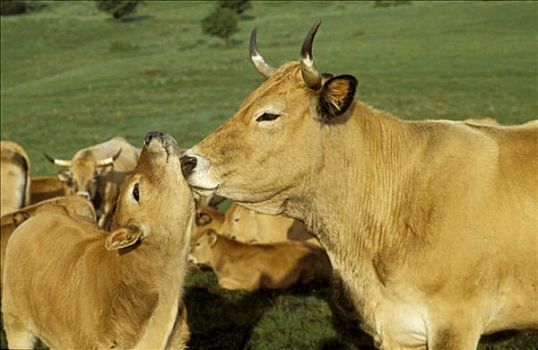 法国,阿韦龙省,母牛,幼兽