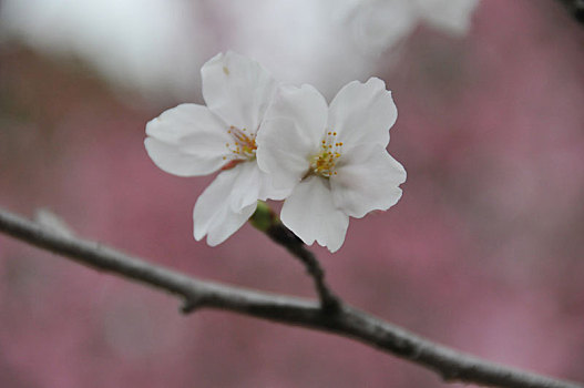 春天美术馆门前樱花美丽盛开