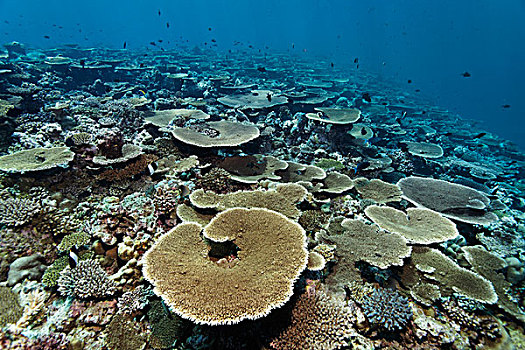 礁石,桌面珊瑚,桌子,珊瑚,印度洋,南马累环礁,马尔代夫,亚洲