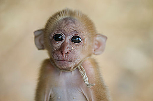 小,猴子,泰国