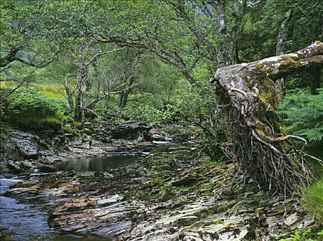 溪流,桤木,树林,苏格兰,英国,欧洲