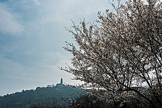 上方山樱花