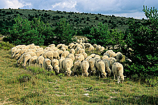 绵羊,高原,普罗旺斯,法国南部,欧洲