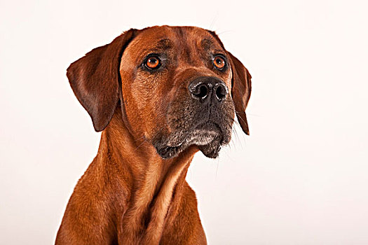 罗德西亚背脊犬,肖像