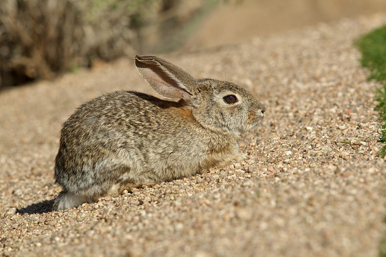 山棉尾兔图片