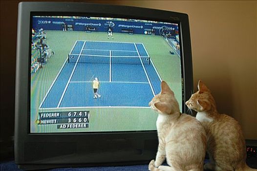 小猫,看,网球,比赛,电视