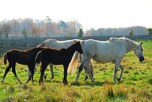 马,牧场,白色,褐色