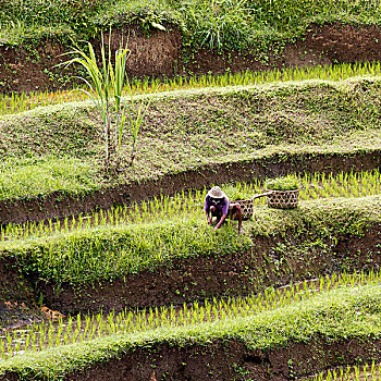 稻米,平台,靠近,乌布,中心,巴厘岛,印度尼西亚,东南亚