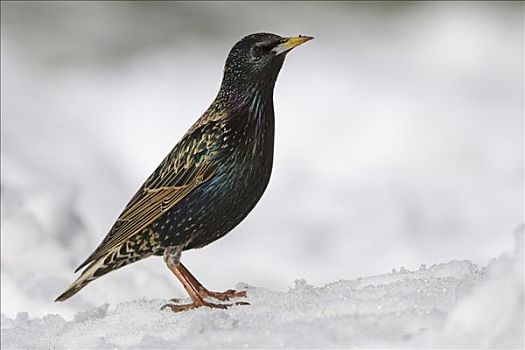 常见八哥,紫翅椋鸟,雪中,德国