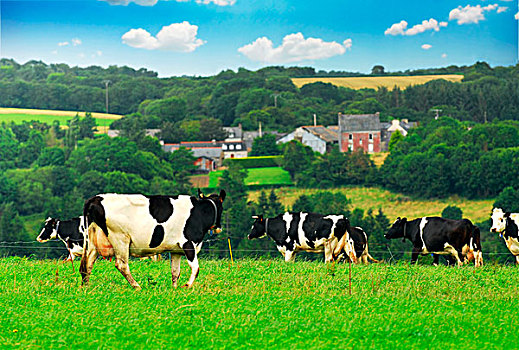 母牛,放牧,绿色,草场,乡村,布列塔尼半岛,法国