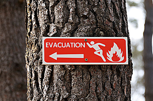 火,疏散,标识,树上