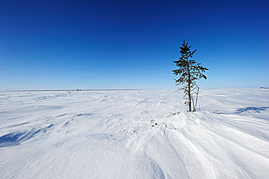 北极景观,哈得逊湾,瓦普斯克国家公园,曼尼托巴,加拿大