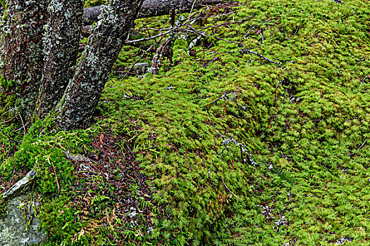 茂密,绿色,苔藓,地毯,林中地面,省立公园,不列颠哥伦比亚省,加拿大