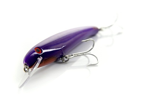 金枪鱼,鱼饵,紫色,上方,白色背景