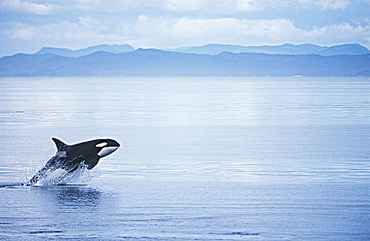 逆戟鲸,鲸跃,不列颠哥伦比亚省,加拿大