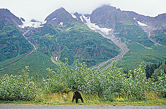 黑熊,冰河,靠近,不列颠哥伦比亚省,加拿大