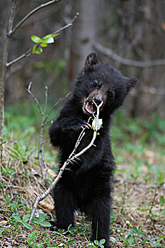 黑熊,美洲黑熊,幼兽,站立,玩,小,树