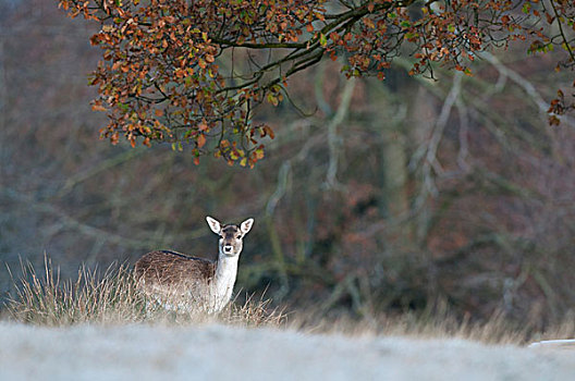 扁角鹿,黇鹿,母鹿,站立,地面,肯特郡,英格兰,英国,欧洲