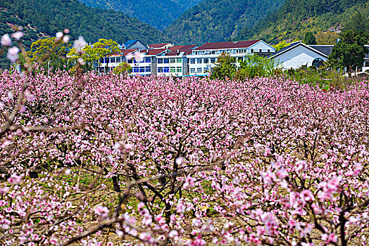 花海,乡村,游客