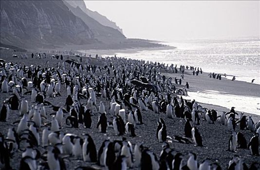 南极,南,奥克尼群岛,欺骗岛,帽带企鹅,南极企鹅