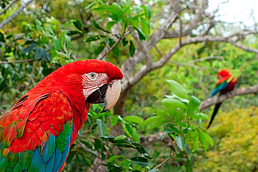 金刚鹦鹉,绿翅金刚鹦鹉,巴西,南美