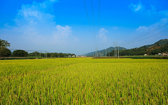 水稻田