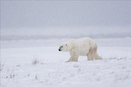 北极熊,走,暴风雪,丘吉尔市,曼尼托巴,加拿大