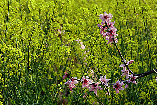 春天,桃花,油菜花