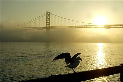 晨雾,海鸥,旧金山,加利福尼亚,美国