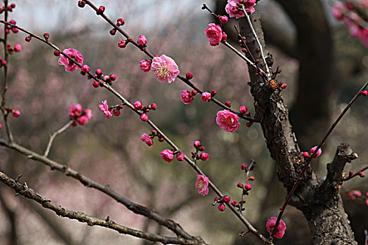 梅花,花朵,梅园,春天,报春