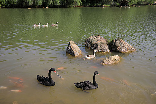 池塘里的黑天鹅与鱼
