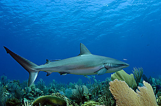 加勒比礁鲨,长鳍真鲨,游泳,上方,珊瑚礁,国家公园,古巴