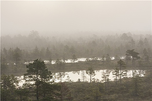 模糊,湿地,风景