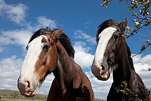 两个,马,站立,并排,土地,诺森伯兰郡,英格兰