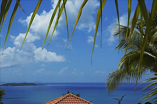 棕榈叶,远眺,海滩小屋,海洋,背景,波多黎各