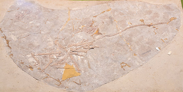 小盗龙化石标本