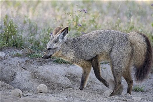 大耳狐,挖,屎壳郎,幼体,恩格罗恩格罗,保护区,坦桑尼亚