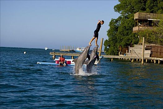海豚,训练者,室外,水,旅游,展示,宽吻海豚,洪都拉斯,中美洲