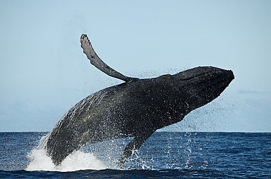 夏威夷,毛伊岛,驼背鲸,大翅鲸属,鲸鱼,鲸跃