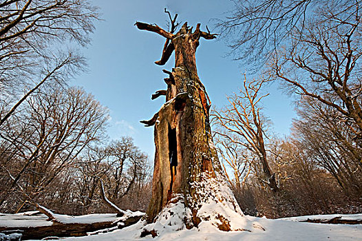 橡树,雪,自然,自然保护区,霍夫根斯玛尔,北方,黑森州,德国,欧洲