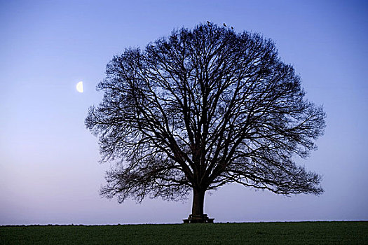 橡树,秃头,剪影,晚间,天空,半月,自然,植物,树,落叶树,孤树,独特,树梢,月亮,概念,安静,无人,彩色,蓝色