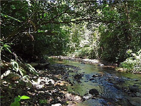 哥斯达黎加,雨林