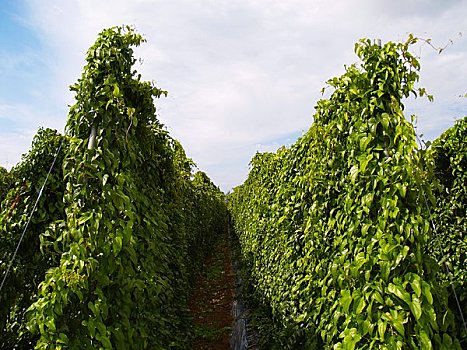 山药,地点