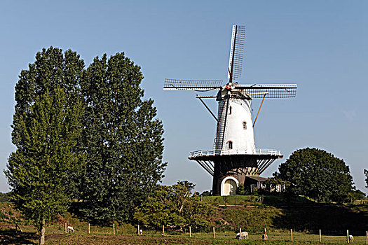 荷兰,风车,欧洲