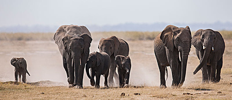 非洲大象021