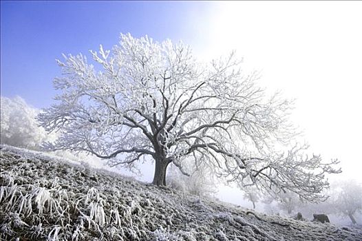 霜冻,树,逆光,巴登符腾堡,德国,欧洲