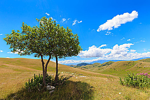 孤单,树,高原,草原,阿布鲁佐,意大利